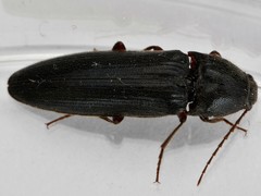 Melanotus villosus