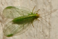 Chrysoperla carnea