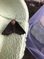 Odontopera bidentata