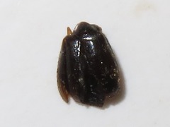 Contacyphon palustris