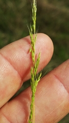 Limnodea arkansana