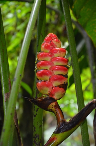 Heliconia imbricata