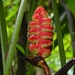 Red Giant Heliconia - Photo (c) Mattia, some rights reserved (CC BY-NC), uploaded by Mattia