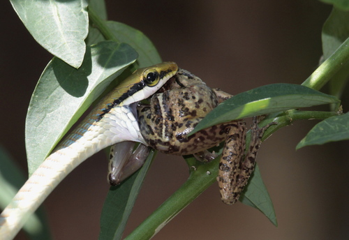 Photo of a Giri's Bronzeback Tree Snake (Dendrelaphis girii)