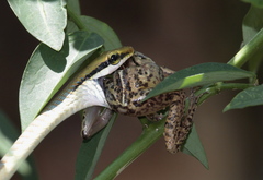 Dendrelaphis girii
