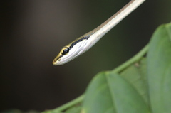 Dendrelaphis girii