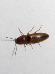 Dalopius marginatus