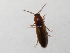 Dalopius marginatus