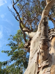 Eucalyptus camaldulensis