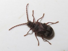 Ptinomorphus imperialis