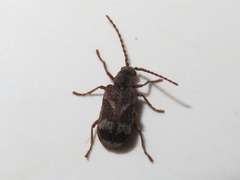 Ptinomorphus imperialis
