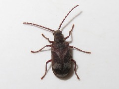Ptinomorphus imperialis