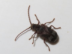 Ptinomorphus imperialis