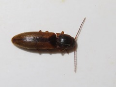 Dalopius marginatus