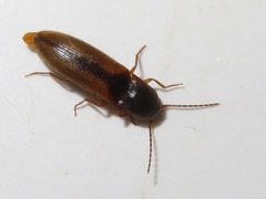Dalopius marginatus