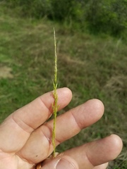 Limnodea arkansana