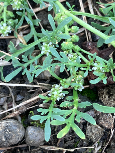 Lepidium coronopus, photograph 4