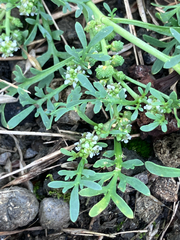 (c) Andre Hosper, some rights reserved (CC BY) Lepidium coronopus, photograph (c) Andre Hosper, some rights reserved (CC BY)