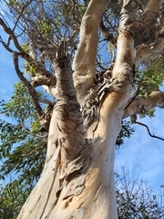 Eucalyptus camaldulensis