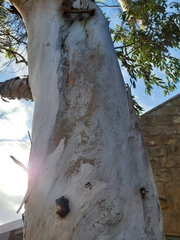 Eucalyptus camaldulensis