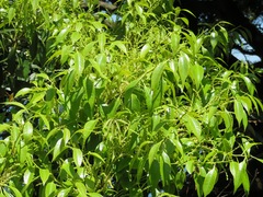 Castanopsis sieboldii