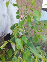 Eucalyptus camaldulensis