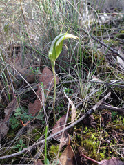 Pterostylis ampliata