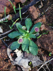 Solenogyne dominii