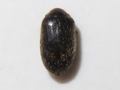 Contacyphon palustris