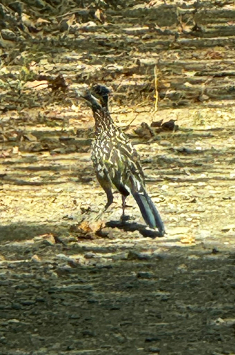 Greater Roadrunner