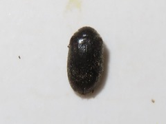 Contacyphon palustris