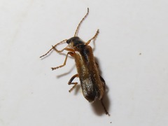Cantharis decipiens