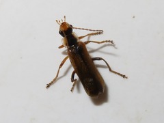 Cantharis decipiens