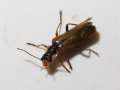 Cantharis decipiens