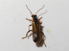 Cantharis decipiens
