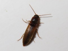 Dalopius marginatus
