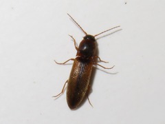 Dalopius marginatus