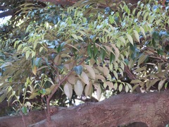 Castanopsis sieboldii