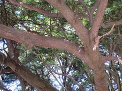 Castanopsis sieboldii