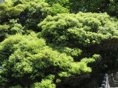 Castanopsis sieboldii