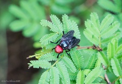 Bromophila caffra
