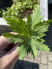 Geranium sylvaticum