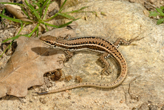 Podarcis erhardii