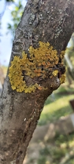 Xanthoria parietina