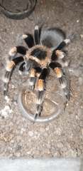 Brachypelma hamorii