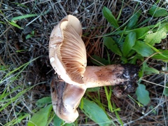 Tricholoma albobrunneum