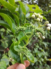 Heliotropium sarmentosum