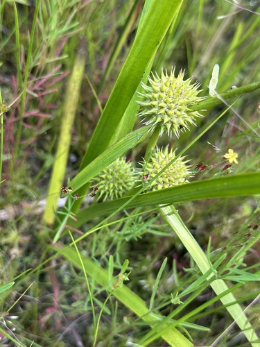 Sparganium americanum, photograph 3