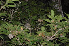 Pseudochirops archeri
