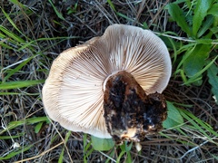 Tricholoma albobrunneum